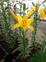 [4104 Yellow Diamond DJ No01.JPG]